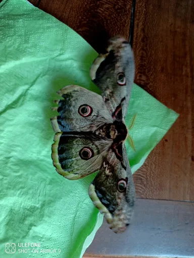 Aebiosis XAINTRAY