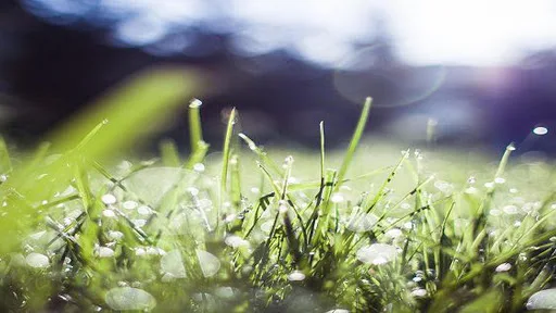 Société Ondes Vertes