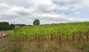 Ehanno Thierry à Plourin-lès-Morlaix